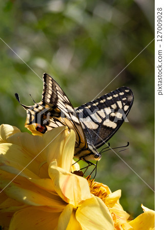 Swallowtail butterfly sucking nectar from a flower B Swallowtail butterfly sucking nectar from a flower B 127009028