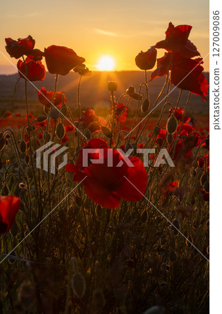 Poppies Sunset Field: Red flowers bloom outdoors at dawn, creating a scenic view in rural farmland. Poppies Sunset Field: Red flowers bloom outdoors at dawn, creating a scenic view in rural farmland. 127009086