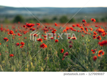 Poppies Field Nature: Red flowers bloom abundantly in a meadow during daytime for pollination. Poppies Field Nature: Red flowers bloom abundantly in a meadow during daytime for pollination. 127009087