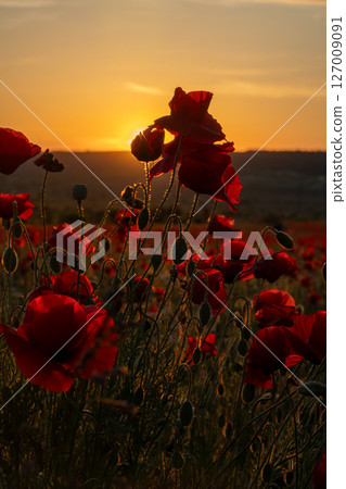 Poppies Sunset Flowers: Red poppies bloom in field during sunset, creating beautiful landscape. Poppies Sunset Flowers: Red poppies bloom in field during sunset, creating beautiful landscape. 127009091
