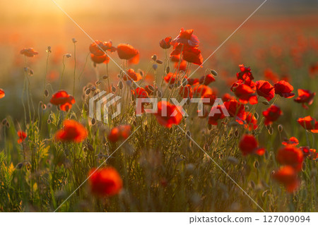 Poppies Sunset Field: Red poppies bloom at golden hour, vibrant in sunlight, creating scenic beauty. 127009094