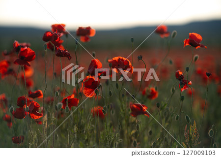 Poppies field sunset: Red flowers bloom at dusk, attracting pollinators for reproduction, outdoor landscape. 127009103