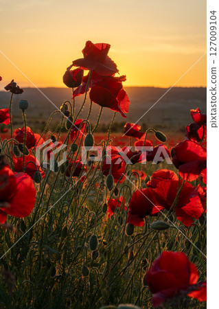 Poppy field sunset: Red poppies bloom at dusk, illuminating the countryside in warm light. Nature beauty. 127009104
