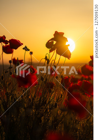 Poppies Sunset Field: Blooming red flowers silhouette as the sun sets over a field at dusk. Poppies Sunset Field: Blooming red flowers silhouette as the sun sets over a field at dusk. 127009130