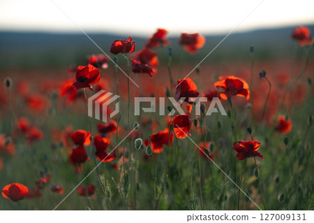 Poppies field spring: Red poppies bloom in a meadow, lit by the sun at twilight, symbolizing remembrance. Poppies field spring: Red poppies bloom in a meadow, lit by the sun at twilight, symbolizing remembrance. 127009131