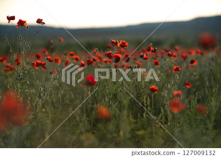 Poppies Field Sunset: Red poppies bloom in field in countryside at dusk for pollination. 127009132