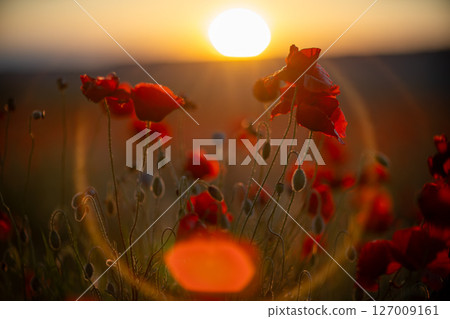 Poppies Sunset Field: Blooming Red Flowers in Meadow During Golden Hour for Serene, Natural Beauty 127009161