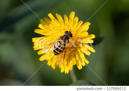 A honeybee on a dandelion 127009211