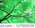 Green leaves 127009236
