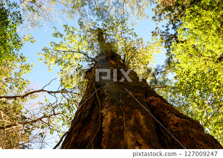 I look up to the big tree I look up to the big tree 127009247