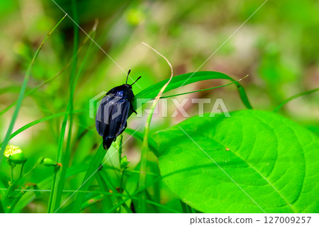 Oohilatida Oohilatida 127009257