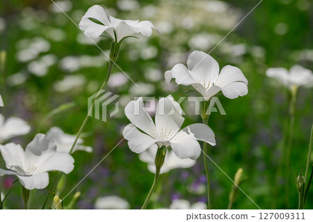 白麥穗草 127009311