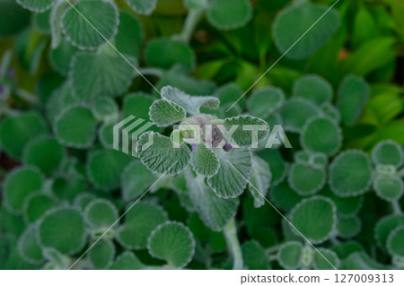 A cluster of green leaves bordered in white 127009313