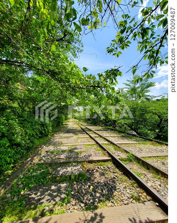 Fresh greenery on the Keage Incline [Kyoto City, Kyoto Prefecture] 127009487