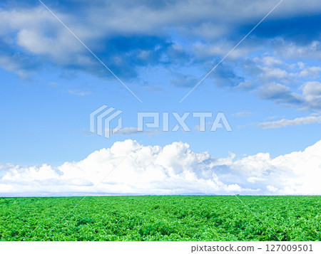 A landscape of summer clouds and crop fields typical of Hokkaido in summer 127009501