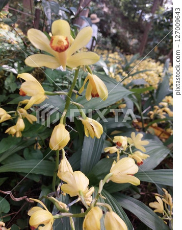 可愛的鈴蘭花(牧野公園) 可愛的鈴蘭花(牧野公園) 127009643