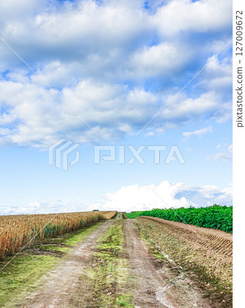 藍天與田間小路交相輝映的北海道夏日風景 藍天與田間小路交相輝映的北海道夏日風景 127009672
