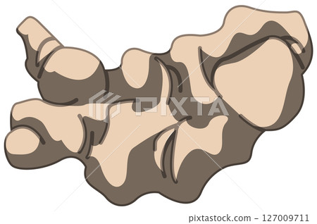 Vector illustration of ginger with realistic shadow 127009711