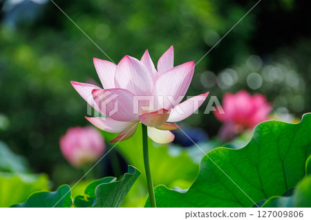 lotus flower, pure flower lotus flower, pure flower 127009806