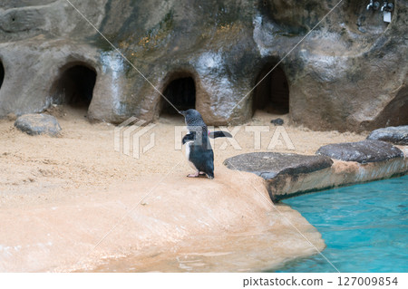 Cogatapengin Cogatapengin 127009854