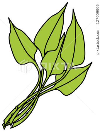 Water spinach illustration drawn in flat color 127009906