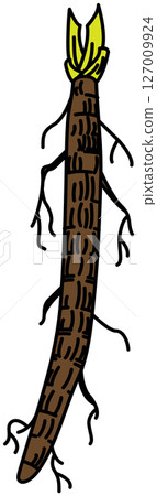 Burdock illustration drawn in flat color Burdock illustration drawn in flat color 127009924