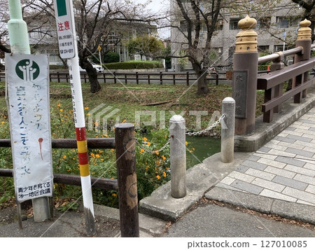 Yellow cosmos and the historic Hikawa Bridge Yellow cosmos and the historic Hikawa Bridge 127010085