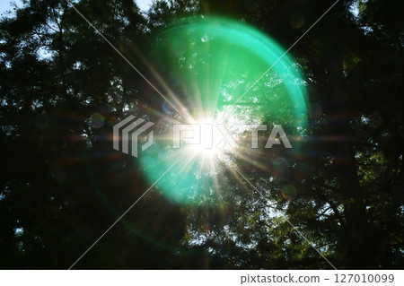 Backlit trees_12 127010099