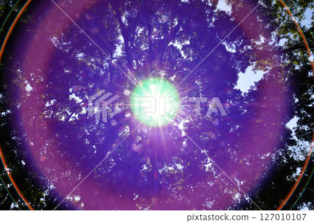Backlit trees_20 127010107