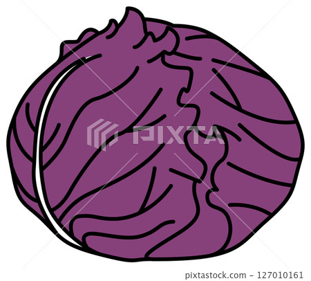 Cabbage illustration drawn in flat colors 127010161