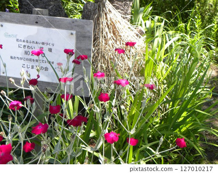 Signboard, turnip seeds and red velvet flowers 127010217