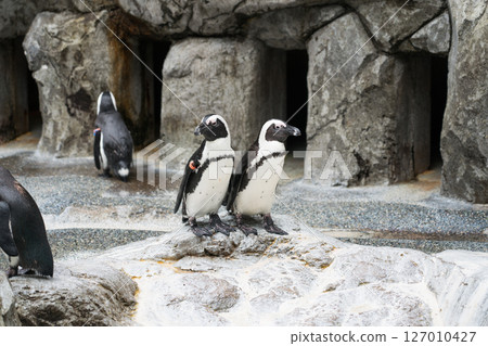 Cape Penguin 127010427
