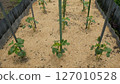 Okra seedlings in a home garden, June 127010528