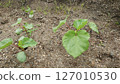 Okra seedlings in a home garden, June 127010530