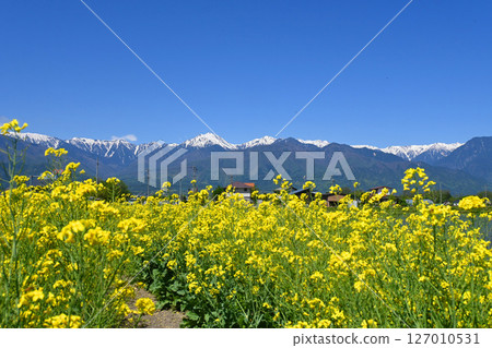 五月天的安曇野、北阿爾卑斯山和油菜花田 127010531