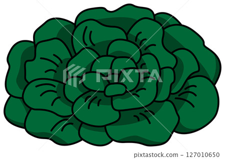 Colored whole tatsoi illustration Colored whole tatsoi illustration 127010650