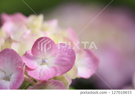 hydrangea hydrangea 127010655