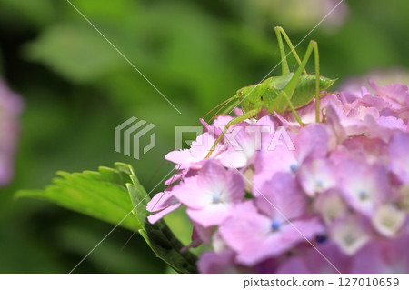 hydrangea   127010659