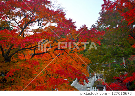 Kanto region: Pilgrimage to Mt. Oyama in autumn leaves: Image proceeding from Oyama Afuri Shrine Station, Shimosha seen through autumn leaves, Isehara City, Kanagawa Prefecture (1) 127010673