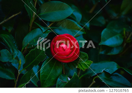Red flower Red flower 127010765