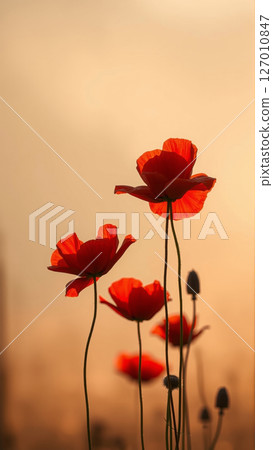 Red poppies growing in the field in summer 127010847