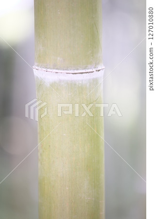 Green bamboo blooming in the bamboo forest Green bamboo blooming in the bamboo forest 127010880