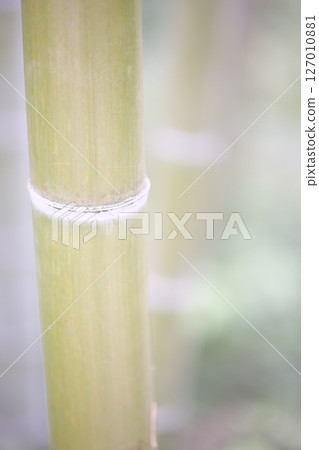 竹林裡盛開的綠竹 竹林裡盛開的綠竹 127010881