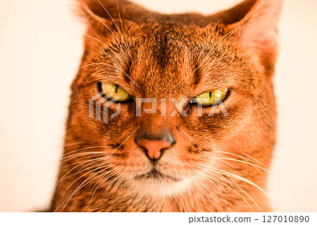 一隻貓盯著你 127010890