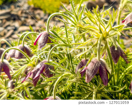 Spring sunshine and okinawa grass Spring sunshine and okinawa grass 127011059