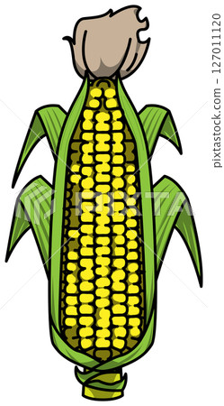 Colored whole corn illustration 127011120