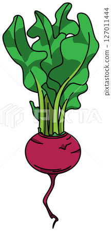 Colored illustration of a whole turnip 127011444
