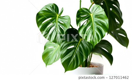 Monstera flower on white isolated background 127011462