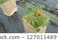 Tomato cultivation in the field, tomato seedlings 127011489
