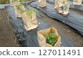 Cultivation of tomato seedlings 127011491